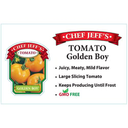 Chef Jeff Yellow Standard Golden Boy Tomato Vegetable Plant