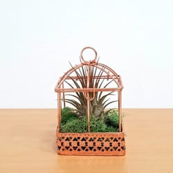 Eve's Garden 3.5 in. H X 2 in. W Ceramic Air Plant and Succulent Multicolored