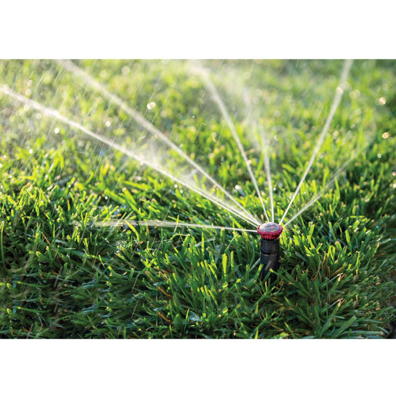 Rain Bird 4 in. H Adjustable Rotor Pop-Up Sprinkler - Ace Hardware