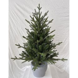 Celebrations 3 ft. Full LED 50 ct Fraser Fir Potted Color Changing Porch Bush