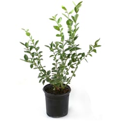 National Plant Network Sunshine Blue Blueberry Grower Shrubs