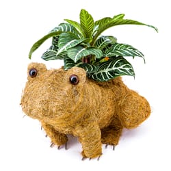 Ultimate Innovations Coco Fiber Frog Patio Planter Brown