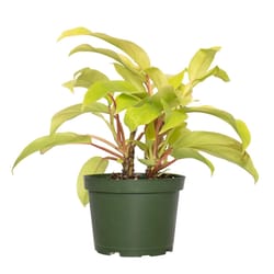 National Plant Network Philodendron Ceylon Grower House Plant