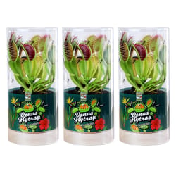 Rocket Farms Venus Fly Trap Exotic Plant