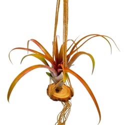 Russell's Bromeliads Green Macrame Hanging Decorative Planter Air Plant