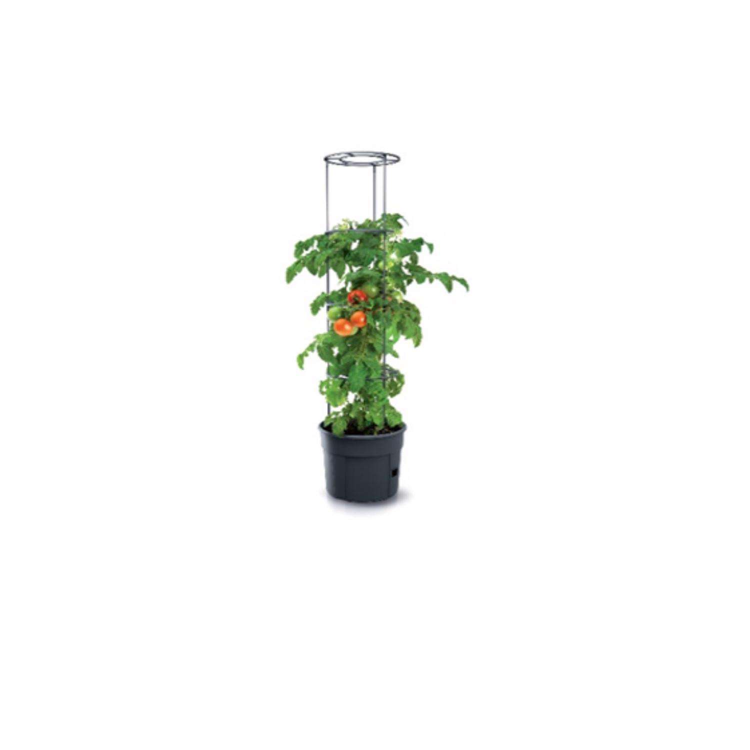 Root Bound Tomato Plants  Signs & Fixes - Farm to Jar