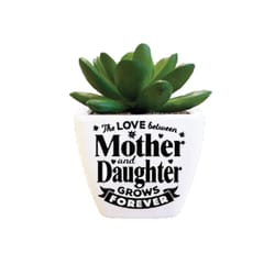 Sentiment Succulents 4 in. H X 2.25 in. L Multicolored Plastic Planter