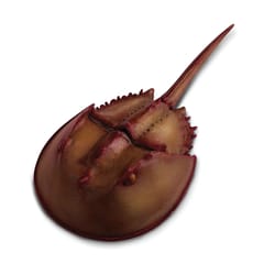 Safari Ltd. Incredible Creatures Horseshoe Crab Toy Brown