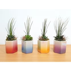 Eve's Garden 8 in. H X 3 in. W X 3 in. D Ceramic Pearlized Air Plant and Succulent Assorted