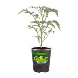 Bonnie Plants Red Super Sweet 100 Tomato Grower Vegetable Plant