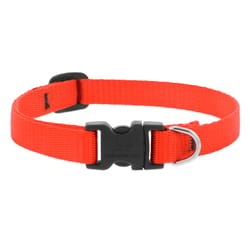 LupinePet Blaze Orange Nylon Dog Adjustable Collar