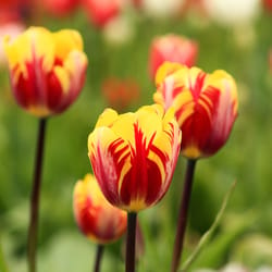 DeGroot Flower Bulb 7 pk