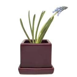 Chive Cube and Saucer 3 in. D Ceramic Succulent Pot Scarlet