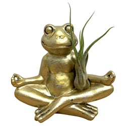 Eve's Garden 8 in. H X 5 in. W X 5 in. D Ceramic Yoga Frog Air Plant and Succulent Bronze