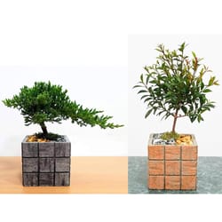 Eve's Garden 9 in. H X 4 in. D Ceramic Assorted Tile Vase Bonsai Tree Brown/Gray