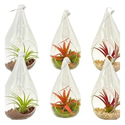 Russell's Bromeliads Assorted Glass Teardrop Hanging Decorative Planter Air Plant