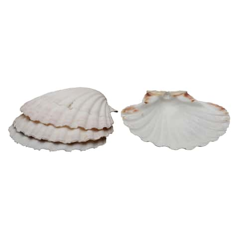 Set of 12 Large Real Baking Scallop Shells (4 - 4 3/8) for