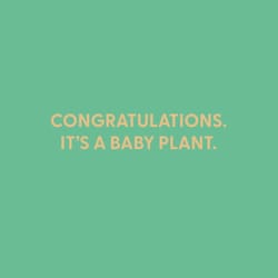 Chive Blank Greeting Card Congratulations. It's a Baby Plant.