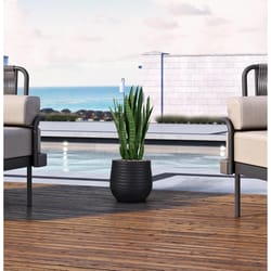 DW Silks 42 in. H X 16 in. W X 16 in. D Plastic Sansevieria in Ribbed Planter Black