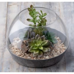 Novelty Artstone 5.7 in. H X 10.2 in. W X 10.2 in. D X 10.2 in. D Resin Napa Terrarium Gray