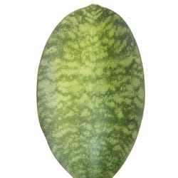 National Plant Network Sansevieria Whalefin Grower House Plant