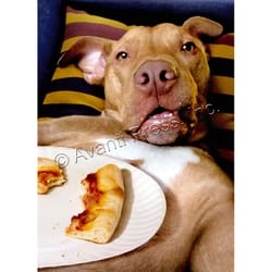 Avanti Dog Pizza Plate Birthday Card Paper 2 pc