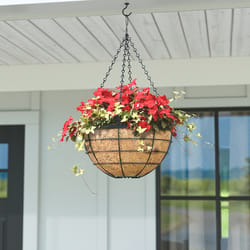 Panacea 14 in. D Steel Hanging Basket Black