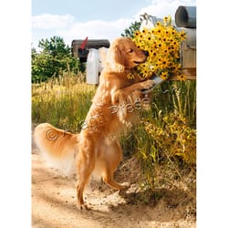 Avanti Dog Checks Mailbox Alternate Thank You Greeting Card Paper 1 pc