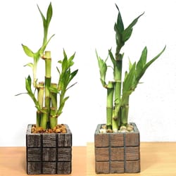 Eve's Garden 8 in. H X 3 in. D Ceramic Assorted Tile Vase with Lucky Bamboo Stalks Brown/Gray