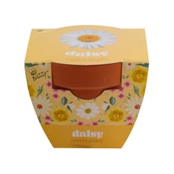 Buzzy Classic Terra Cotta Daisy Grow Kit 1 pk