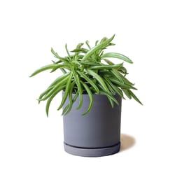 Chive Dojo 3.5 in. D Ceramic Succulent Pot Black