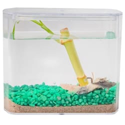 Froggy's Lair Aquatic Biosphere with African Dwarf Frogs 1 pk