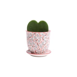 Chive Liberte 3.25 in. D Ceramic Succulent Pot Red Birds