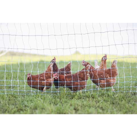 Ask the Experts: How effective is electric chicken netting
