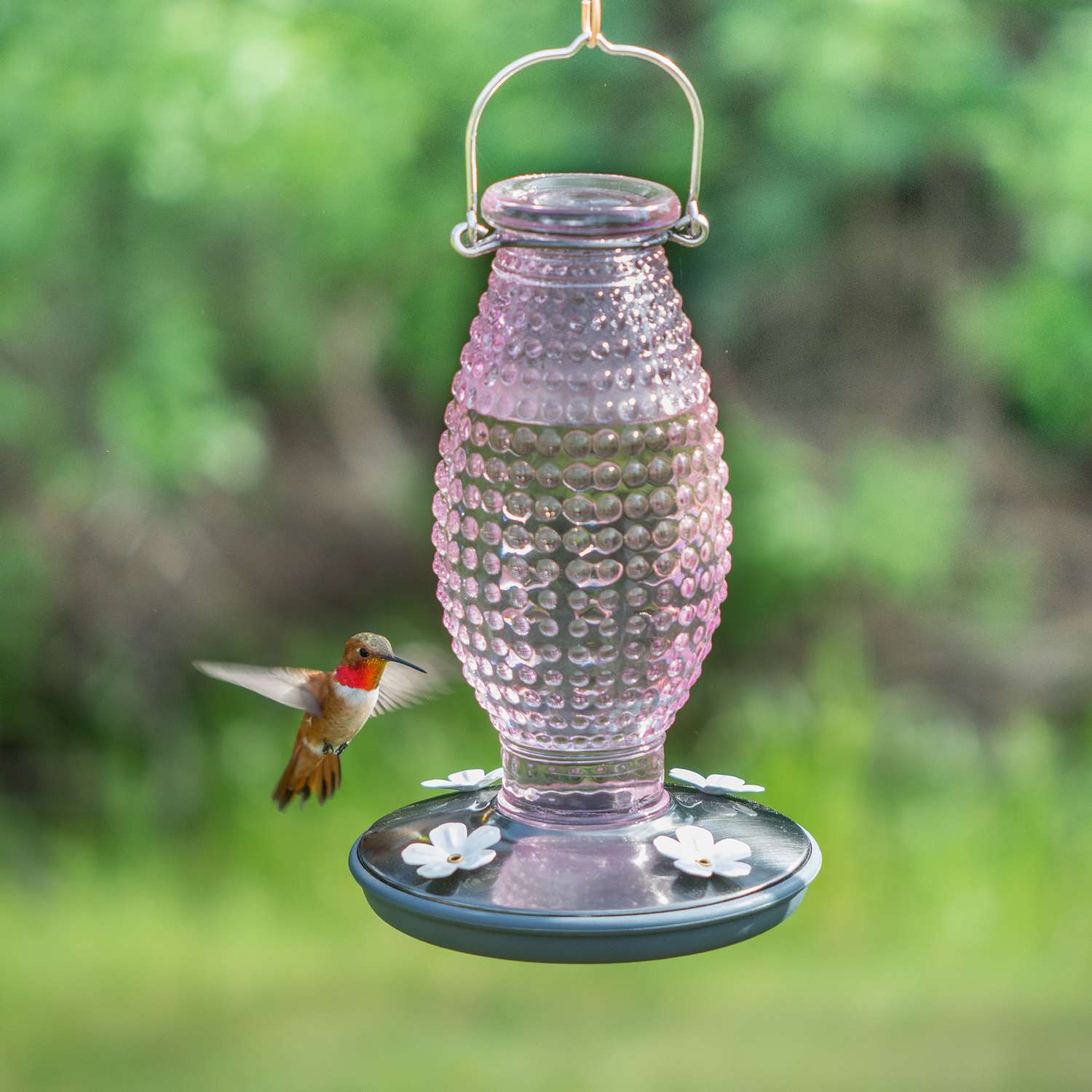 PerkyPet Hummingbird 16 oz. Glass Nectar Feeder 4 ports Ace Hardware
