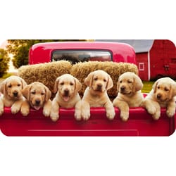 Avanti Seasonal Labrador Puppies in Red Truck Little Big Valentine's Day Card Paper 2 pc
