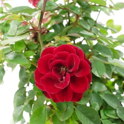 National Plant Network Red Rose Red Sunblaze Grower Flowering Plant