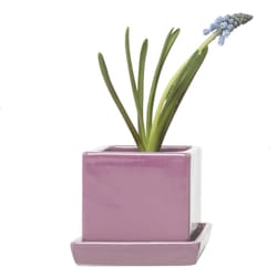 Chive Cube and Saucer 3 in. D Ceramic Succulent Pot Pink