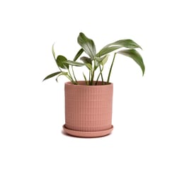 Chive Virago 5 in. D Ceramic Shape A Flower Pot Terracotta