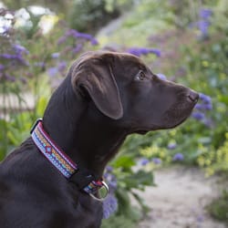 LupinePet Original Designs Multicolored El Paso Nylon Dog Adjustable Collar