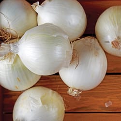 DeGroot Platinum Performers Onion Bulb 80 pk