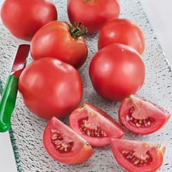 Bonnie Plants Red Early Girl Tomato Grower Vegetable Plant
