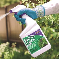 Bonide Sucker Punch Liquid Moss & Algae Killer 32 oz