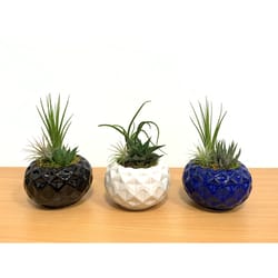 Eve's Garden 7 in. H X 4 in. D Ceramic Geodesic Ball Air Plant and Succulent Assorted