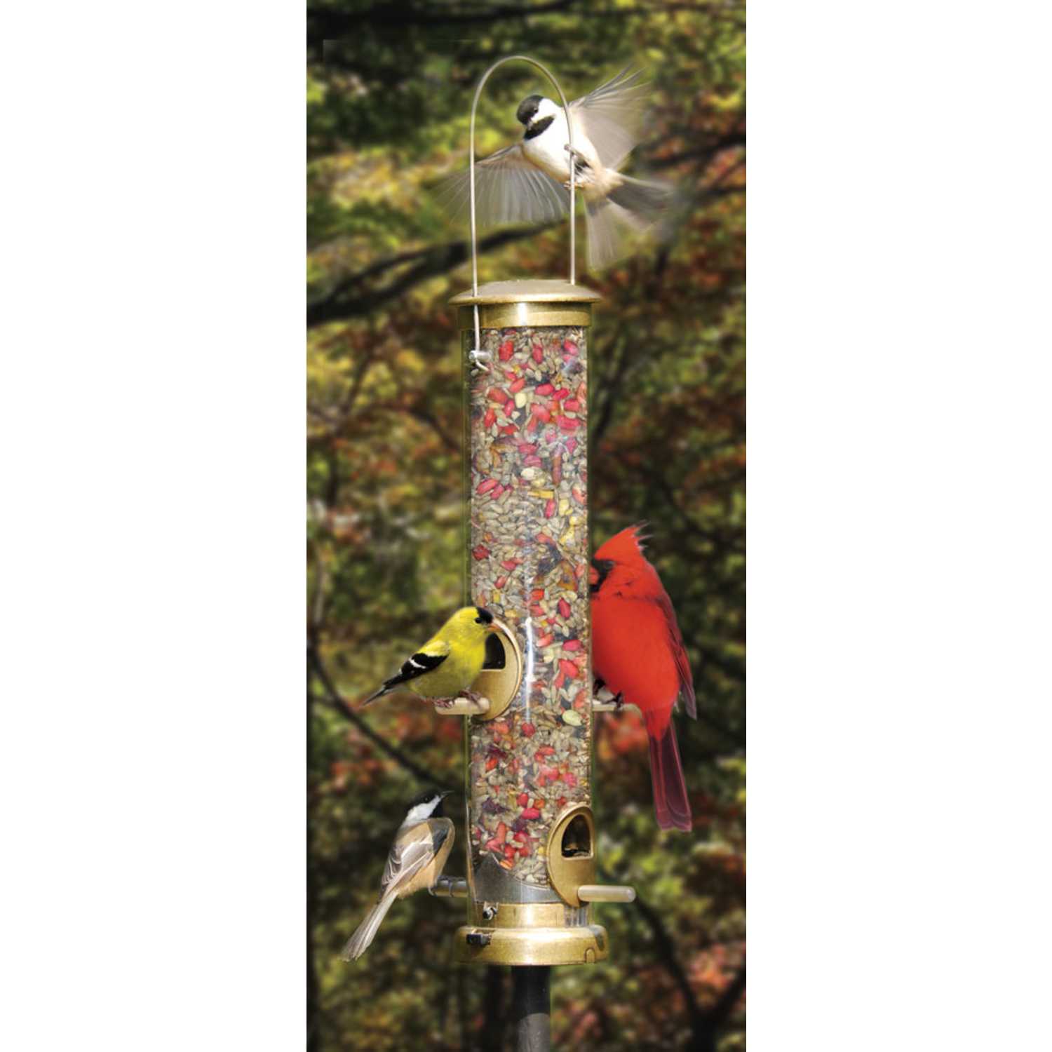 Cole S Terrific Tube Wild Bird 1 25 Polycarbonate Bird Feeder 4