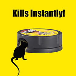 Ouell mini powerful snap trap - reusable mouse trap - mouse traps snap - no  touch humane - rat traps - mole traps - mice trap