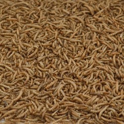 Kaytee Songbird Dried Mealworm Mealworms 17.6 oz