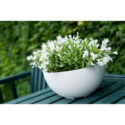 Novelty Artstone 5.9 in. H X 12.2 in. W X 12.2 in. D X 12.2 in. D Resin Napa Bowl Planter White