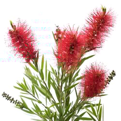 National Plant Network Red Bottlebrush Grower Shrubs