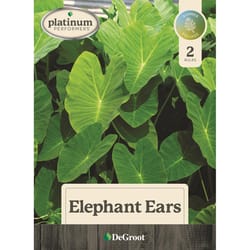 DeGroot Elephant Ears Bulb 2 pk